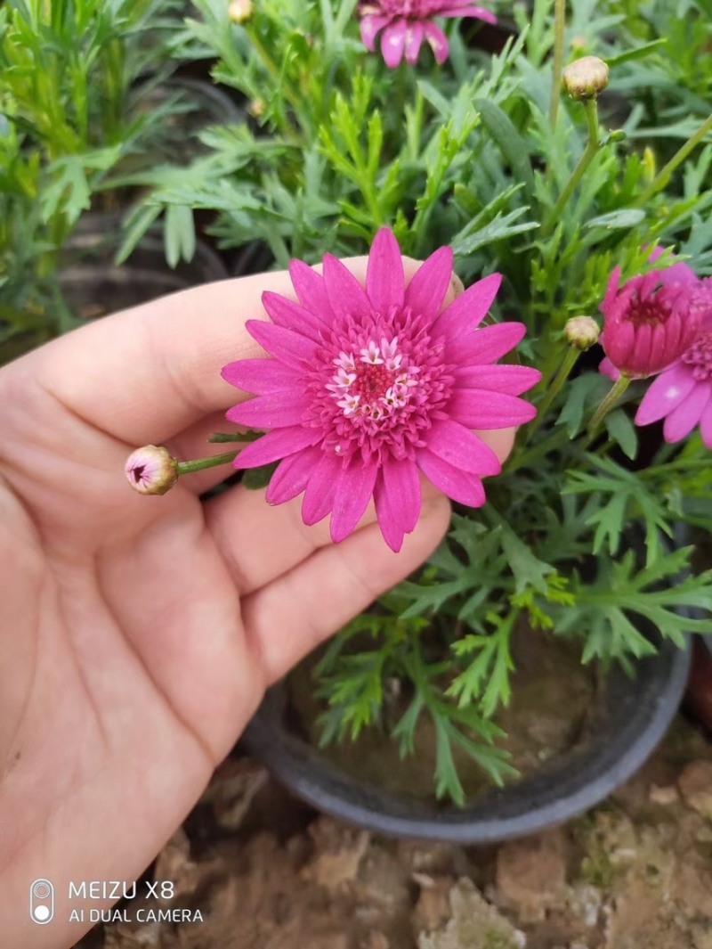 玛格丽特花色多样生长飘逸是园林景观不可多得的优质品种