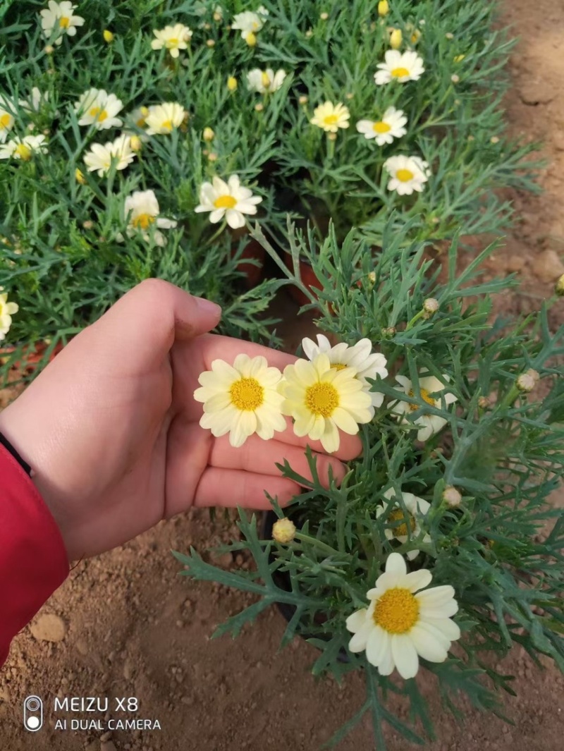 玛格丽特花色多样生长飘逸是园林景观不可多得的优质品种