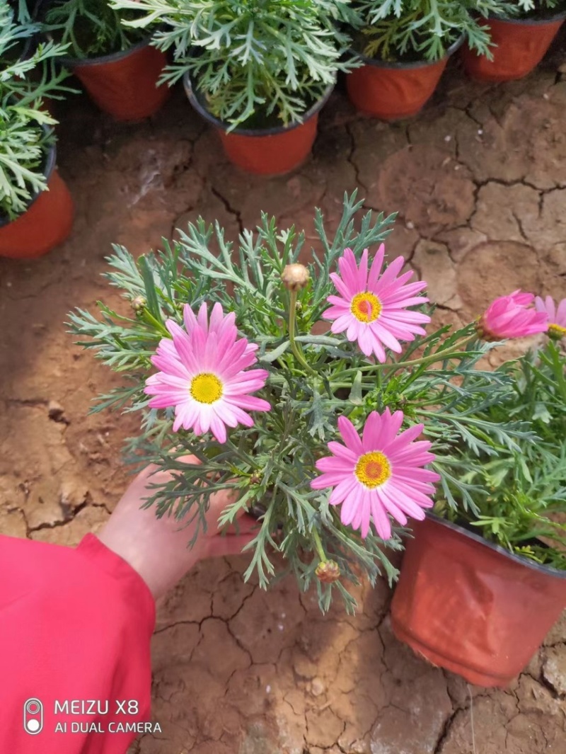 玛格丽特花色多样生长飘逸是园林景观不可多得的优质品种