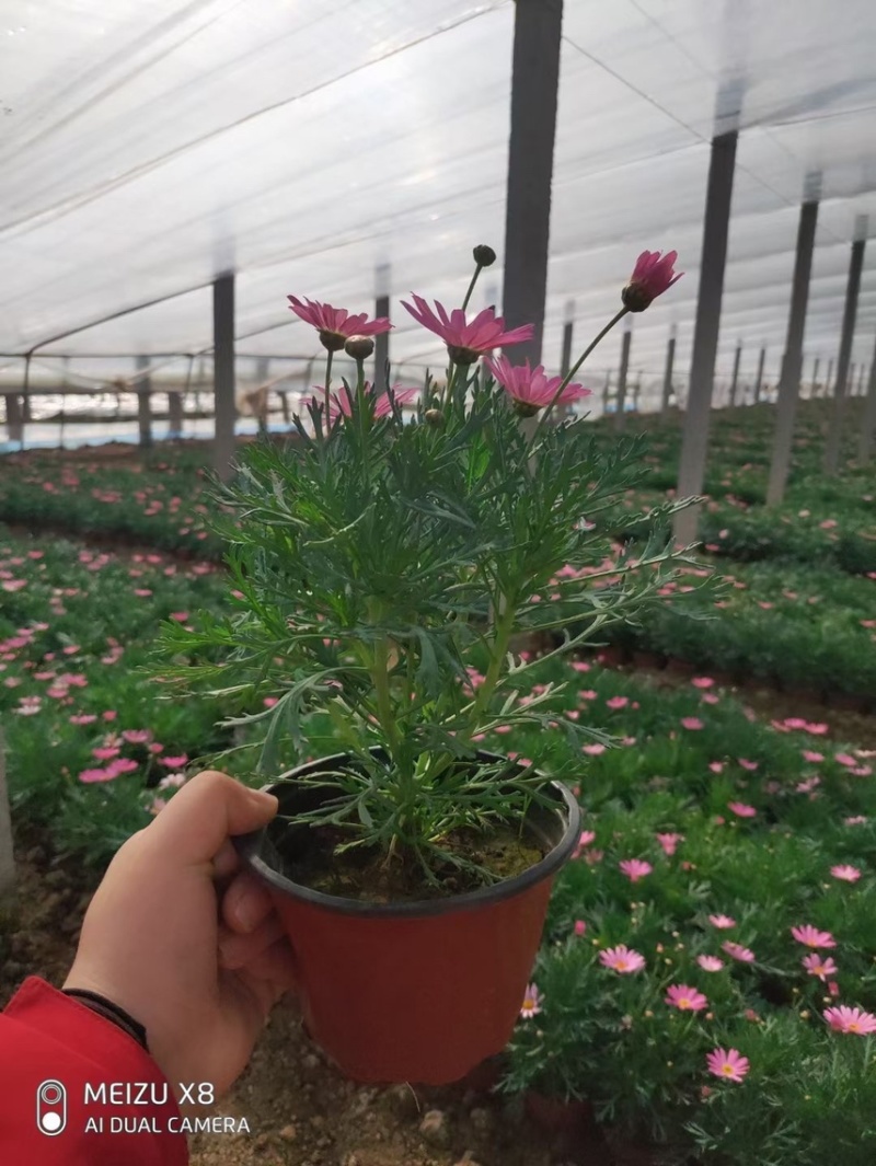 玛格丽特花色多样生长飘逸是园林景观不可多得的优质品种