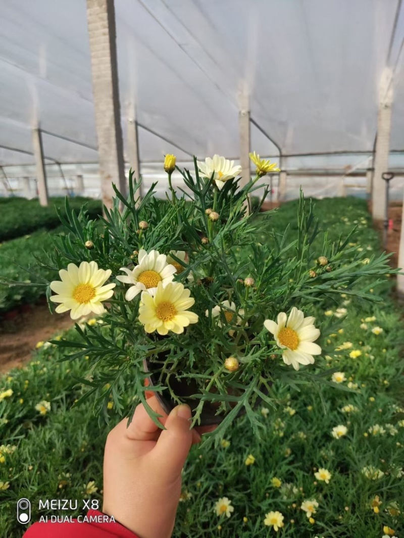 玛格丽特花色多样生长飘逸是园林景观不可多得的优质品种