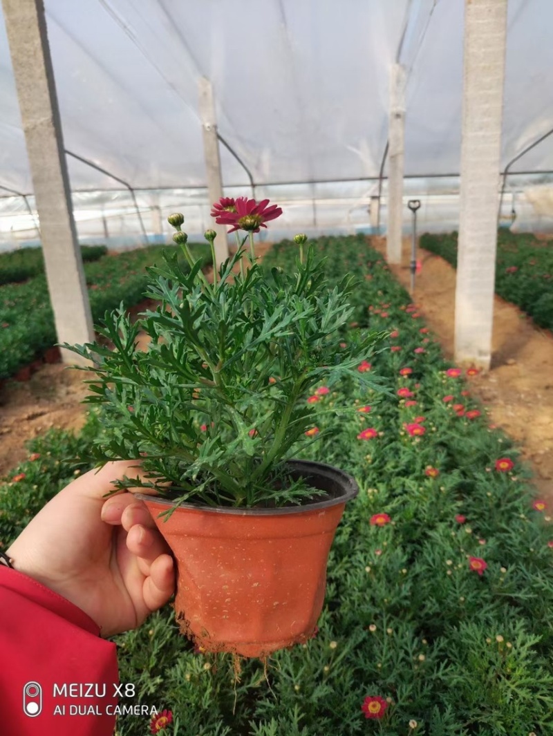 玛格丽特花色多样生长飘逸是园林景观不可多得的优质品种