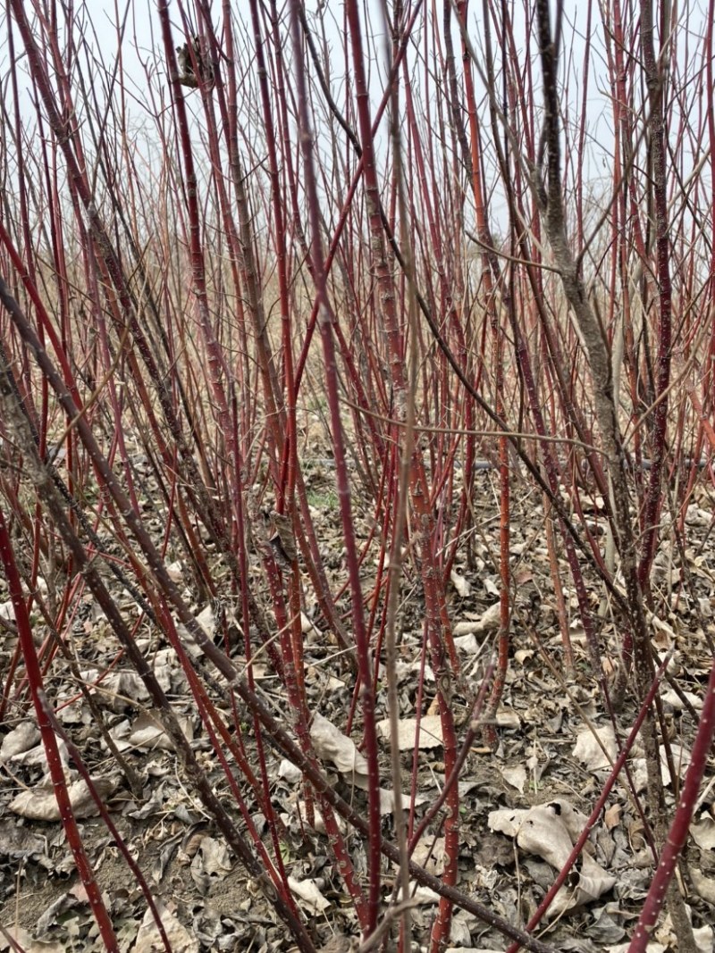 江苏优质红瑞木红瑞木小苗红瑞木毛球量大从优