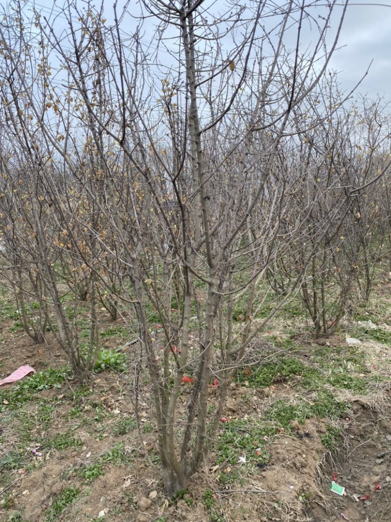 独杆腊梅丛生腊梅基地直销价格优惠代发全国