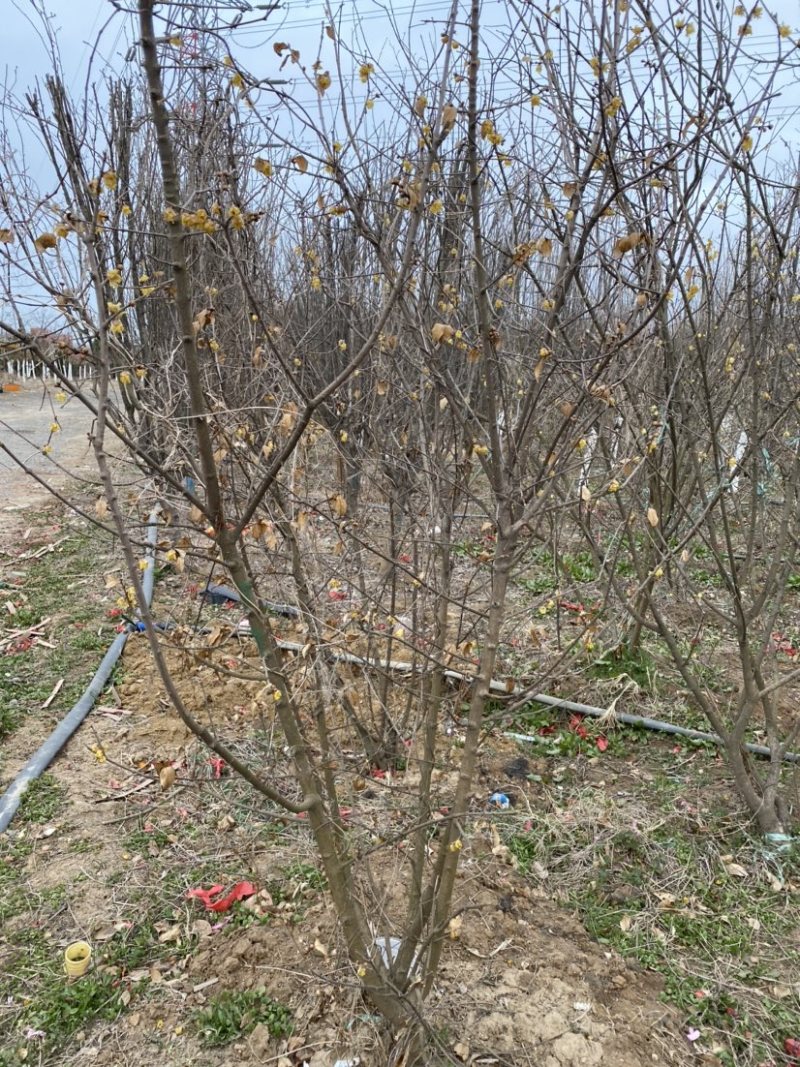独杆腊梅丛生腊梅基地直销价格优惠代发全国