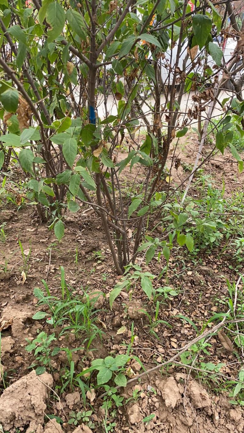 独杆腊梅丛生腊梅基地直销价格优惠代发全国