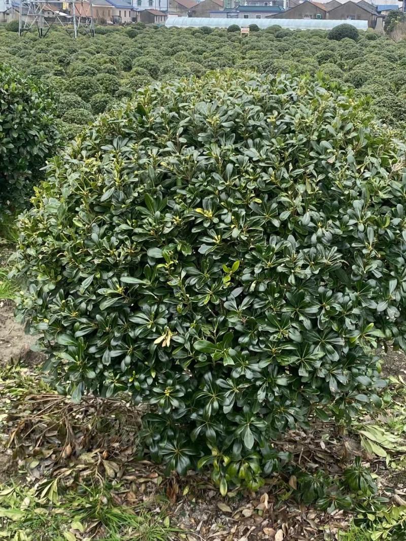 海桐球，1-3米各种规格，等级齐全