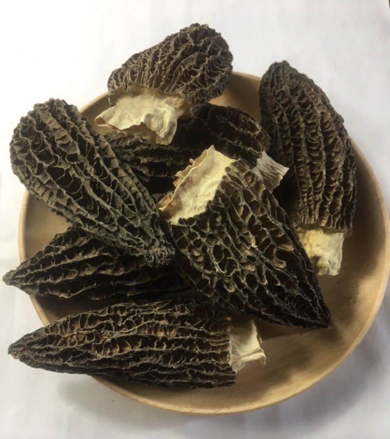 精选羊肚菌产地直发大量上市承接电商批发保证货真价实