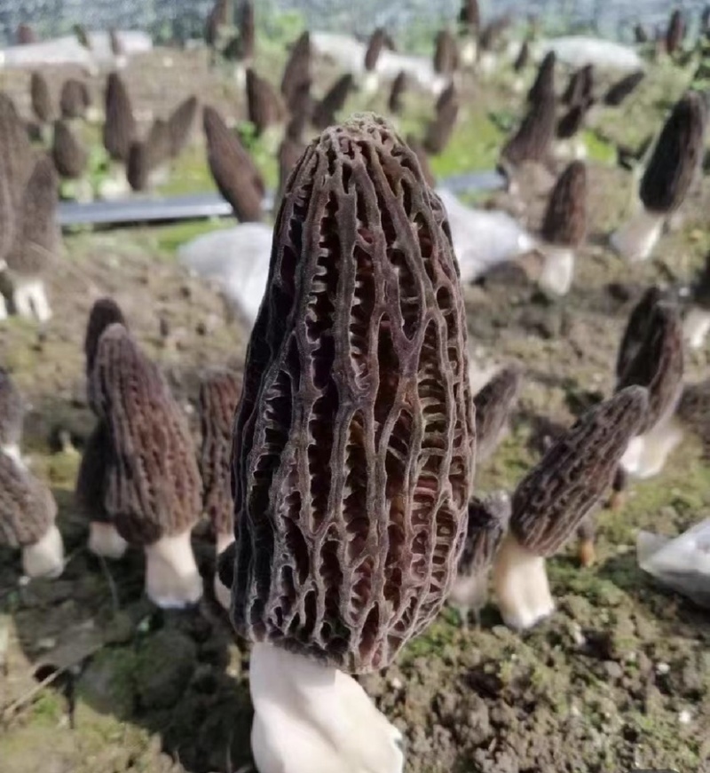 精选羊肚菌产地直发大量上市承接电商批发保证货真价实