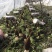 精选羊肚菌产地直发大量上市承接电商批发保证货真价实