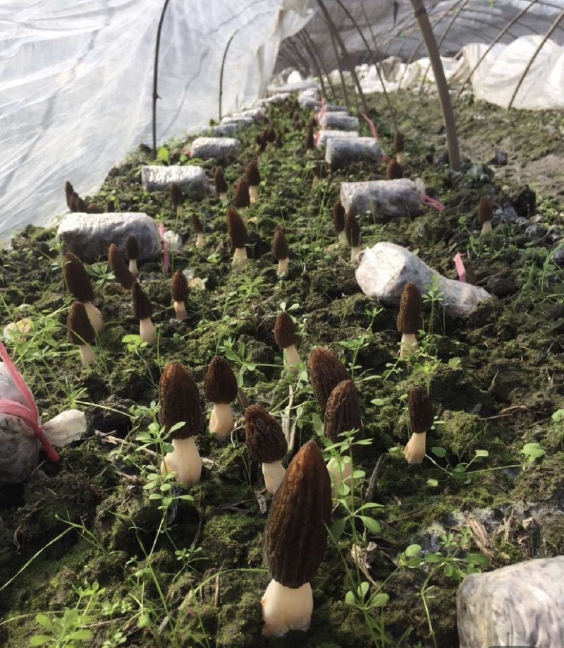 精选羊肚菌产地直发大量上市承接电商批发保证货真价实
