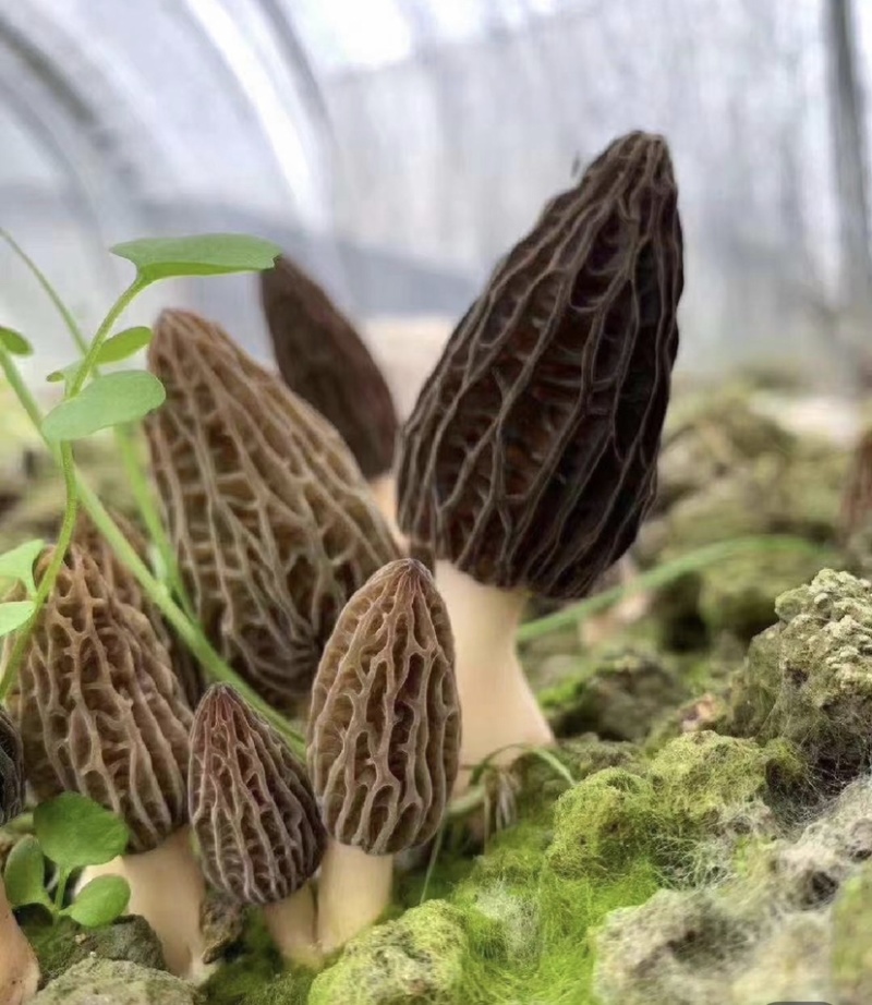 精选羊肚菌产地直发大量上市承接电商批发保证货真价实