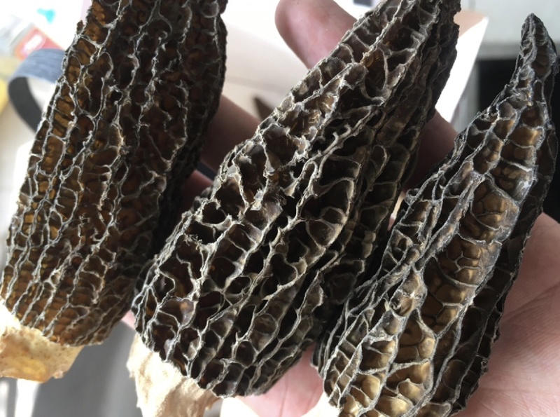 精选羊肚菌产地直发大量上市承接电商批发保证货真价实
