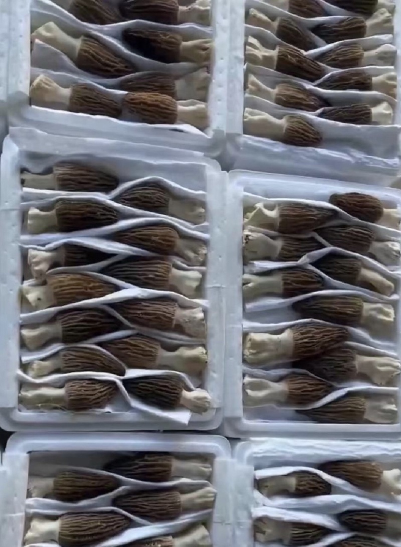 精选羊肚菌产地直发大量上市承接电商批发保证货真价实