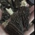 精选羊肚菌产地直发大量上市承接电商批发保证货真价实