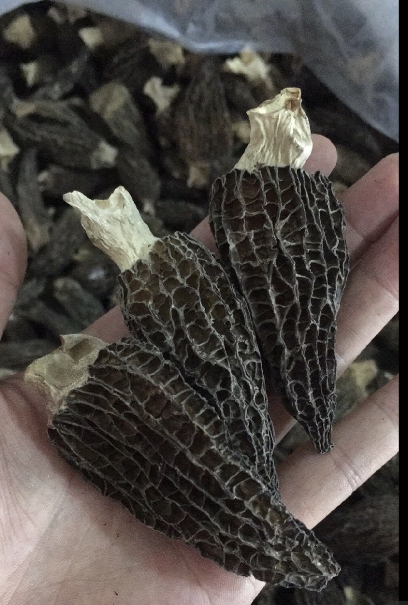 精选羊肚菌产地直发大量上市承接电商批发保证货真价实