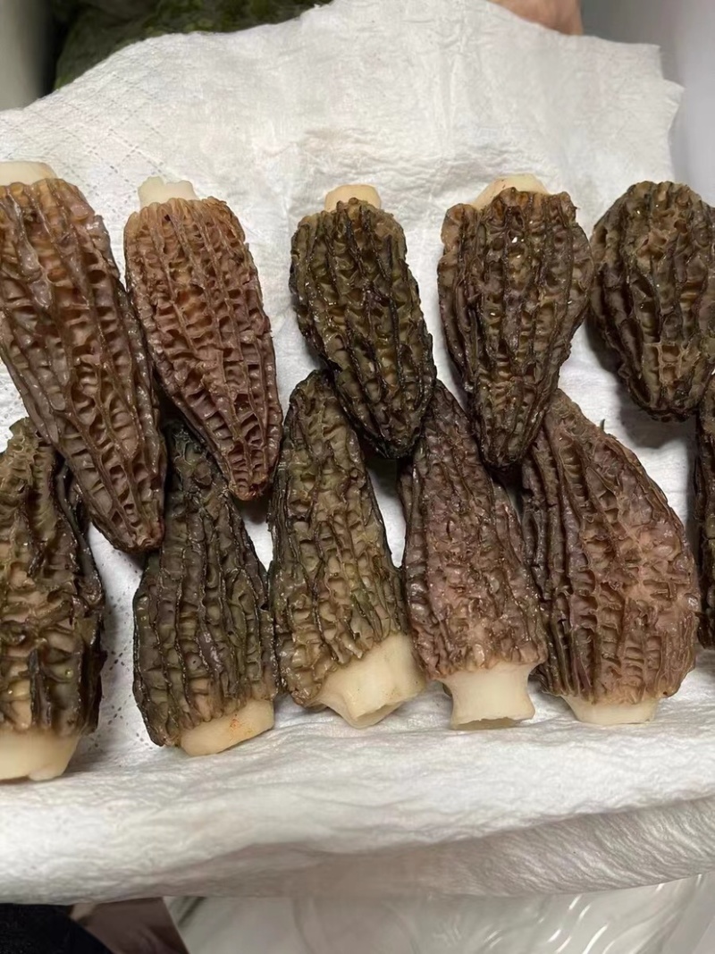 精选羊肚菌产地直发大量上市承接电商批发保证货真价实
