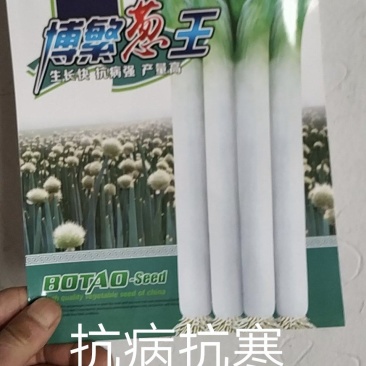博繁葱王，高产抗病粗壮