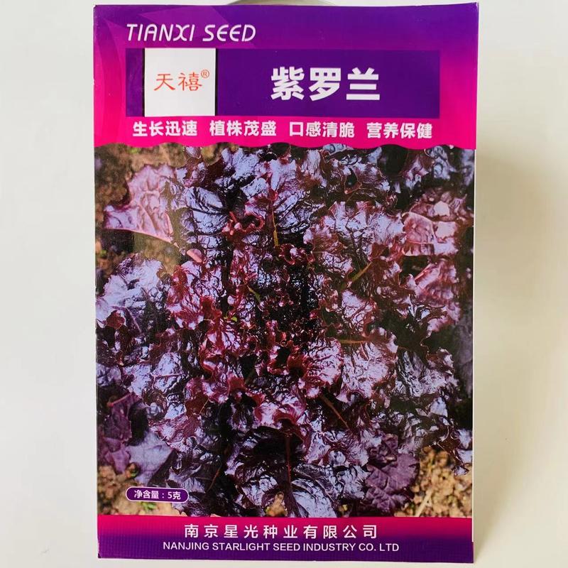 天禧紫罗兰保健菜种子营养蔬菜种子紫红色菜籽种四季生菜种