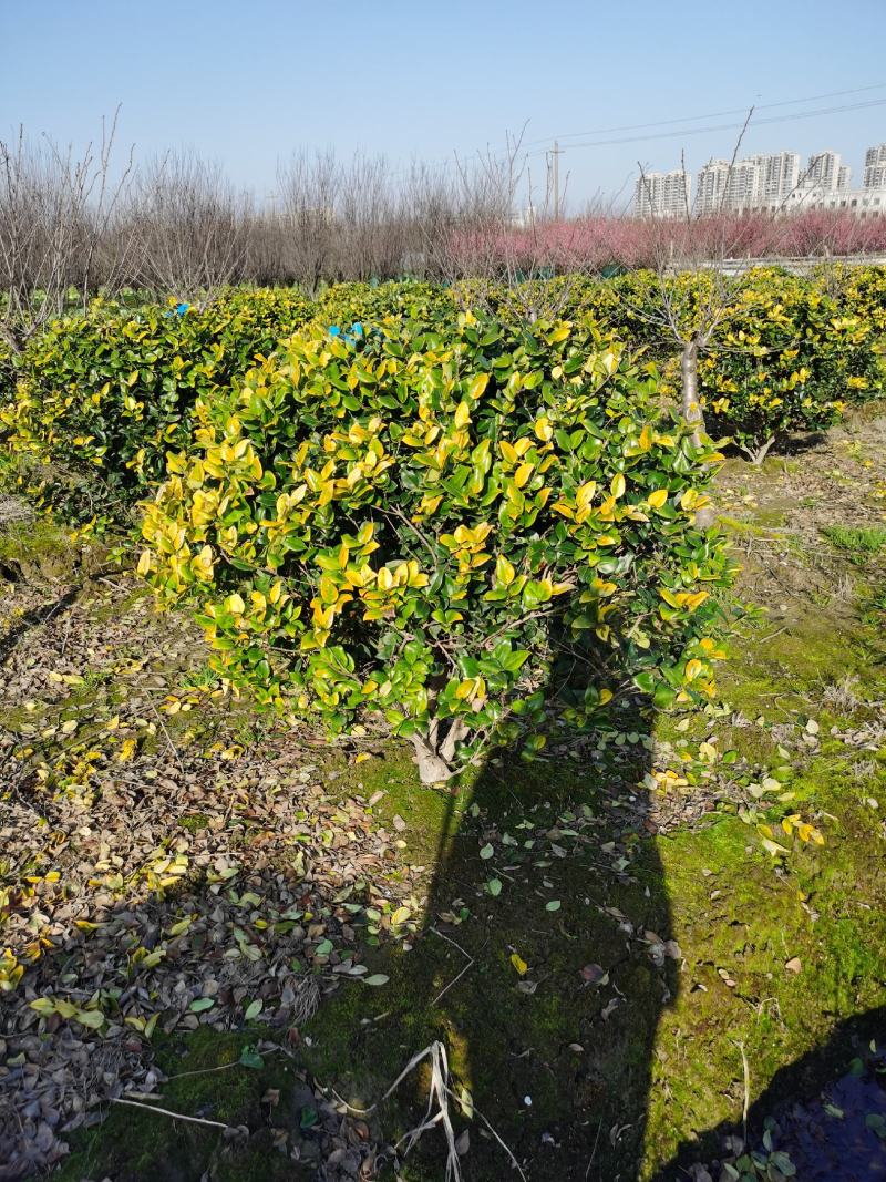 金森女贞球1-3米
