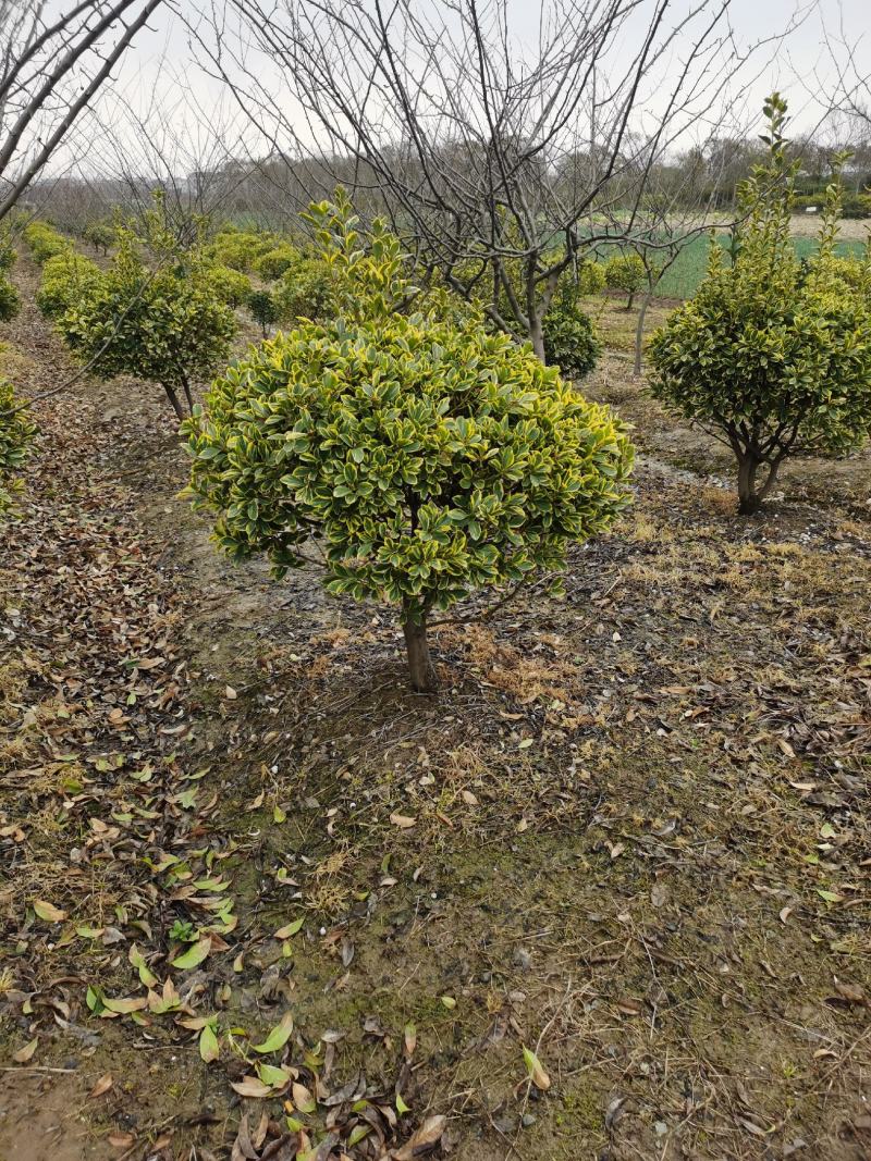 金边黄杨球，1-3米