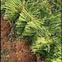 茼蒿菜，产地直供，一手货源，包上车。