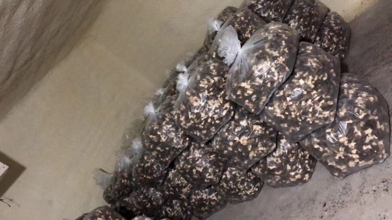 羊肚菌干货一件代发
