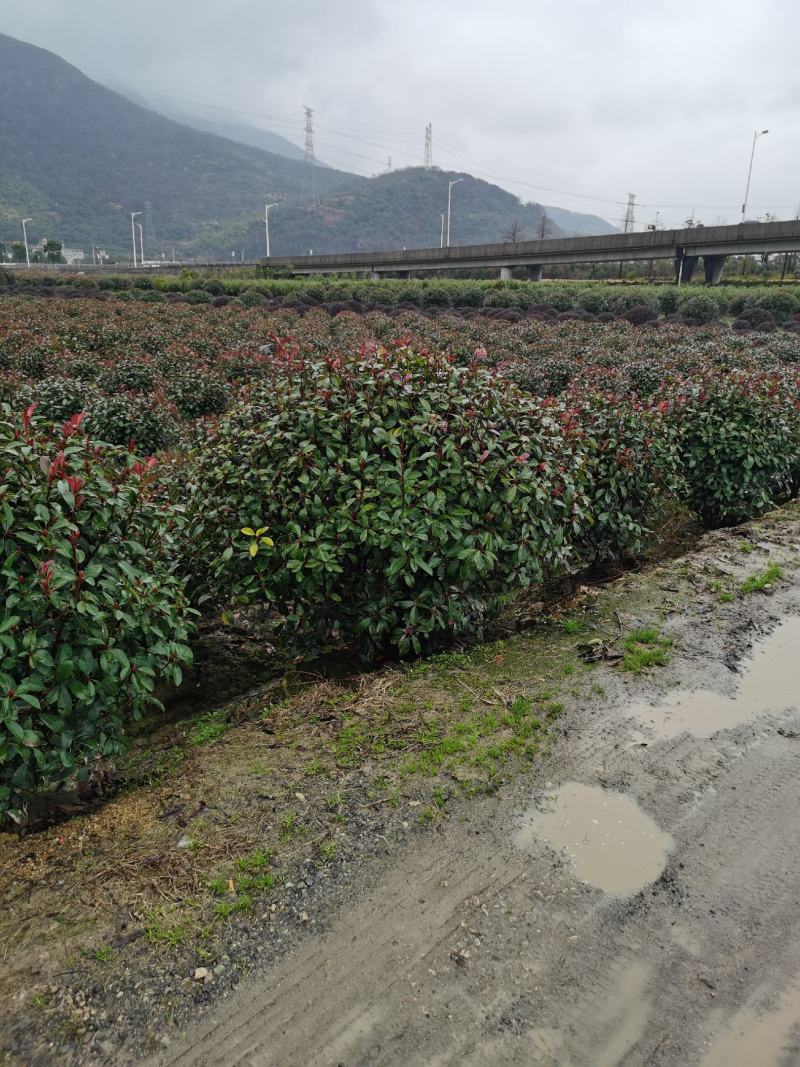 红叶石楠球，1-3米