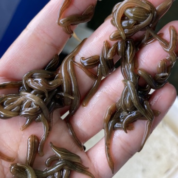 水蛭苗下水苗金线宽体蚂蝗苗
