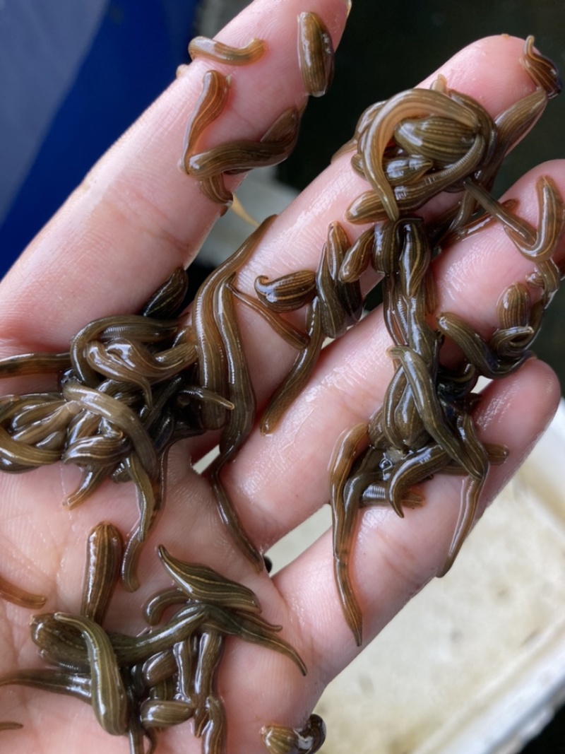 水蛭苗下水苗金线宽体蚂蝗苗