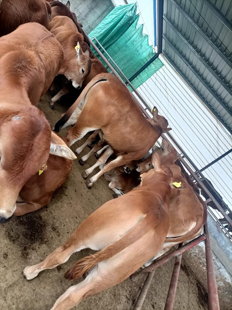 鲁西黄牛鲁西黄牛犊鲁西黄牛养殖场育肥牛黄牛