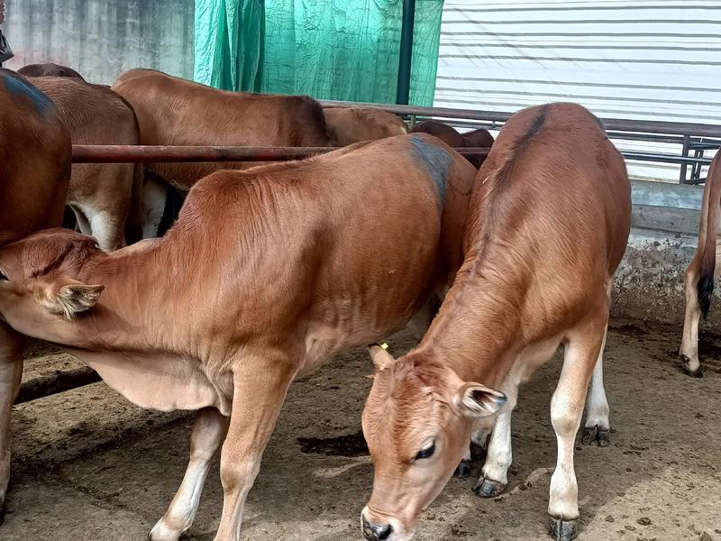 鲁西黄牛鲁西黄牛犊鲁西黄牛养殖场育肥牛黄牛