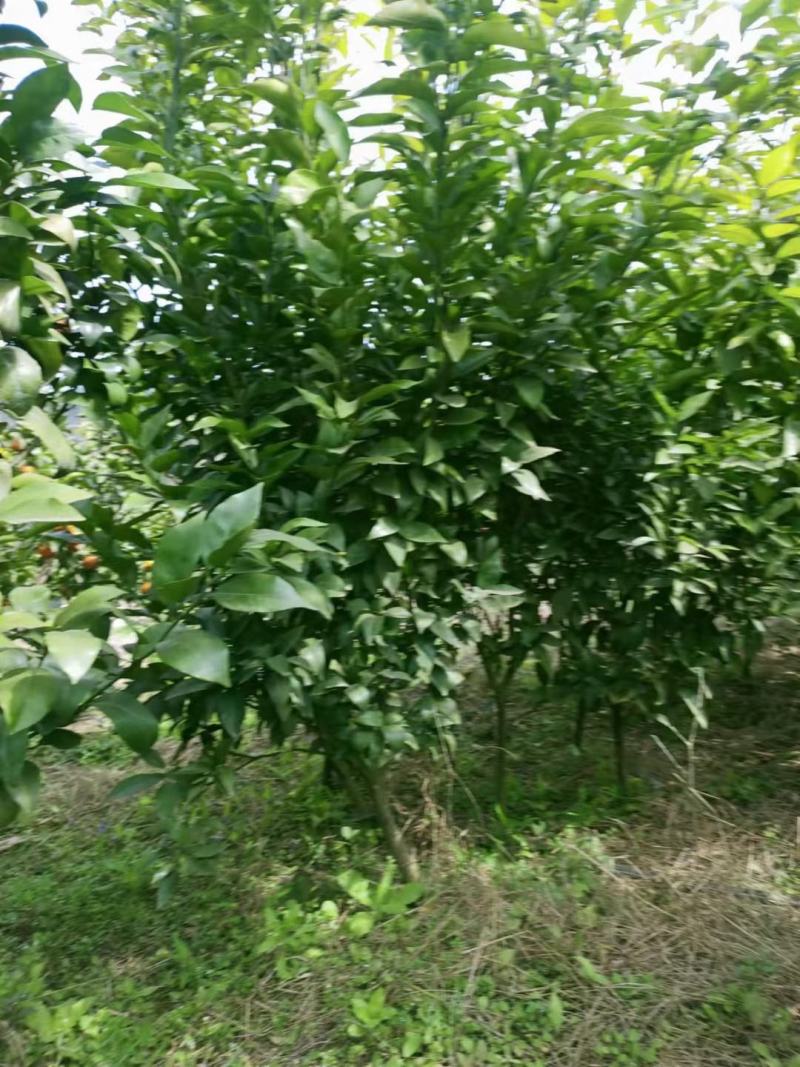 【热销】有籽沃柑苗，糖度高，易薄皮，丰产好。易管理。