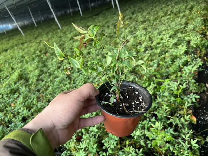 火焰南天竹，产地直供，量大价优，一手货源欢迎选购！