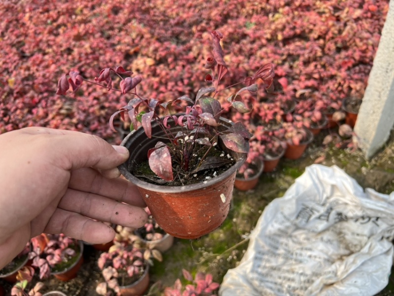 火焰南天竹，产地直供，量大价优，一手货源欢迎选购！