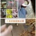 果桑苗无籽大十嫁接苗（汁多口感好甜度高）包对版包技术