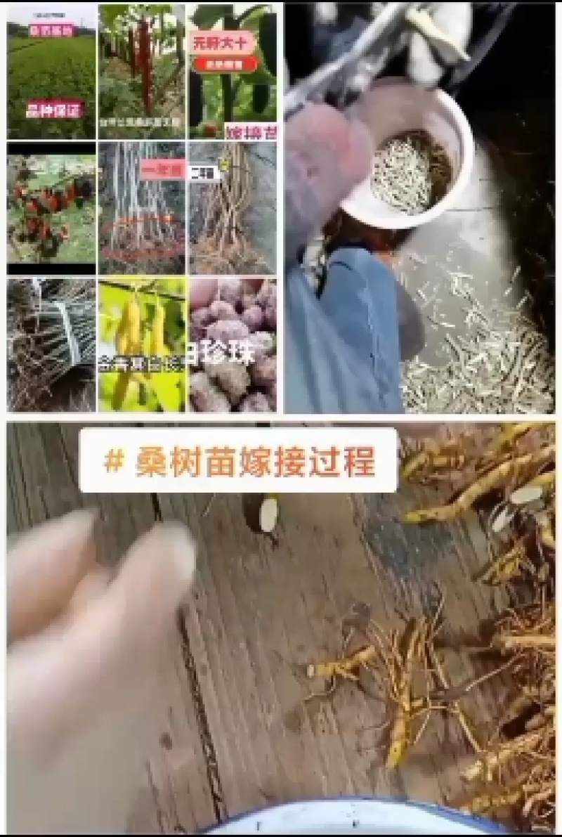 果桑苗无籽大十嫁接苗（汁多口感好甜度高）包对版包技术