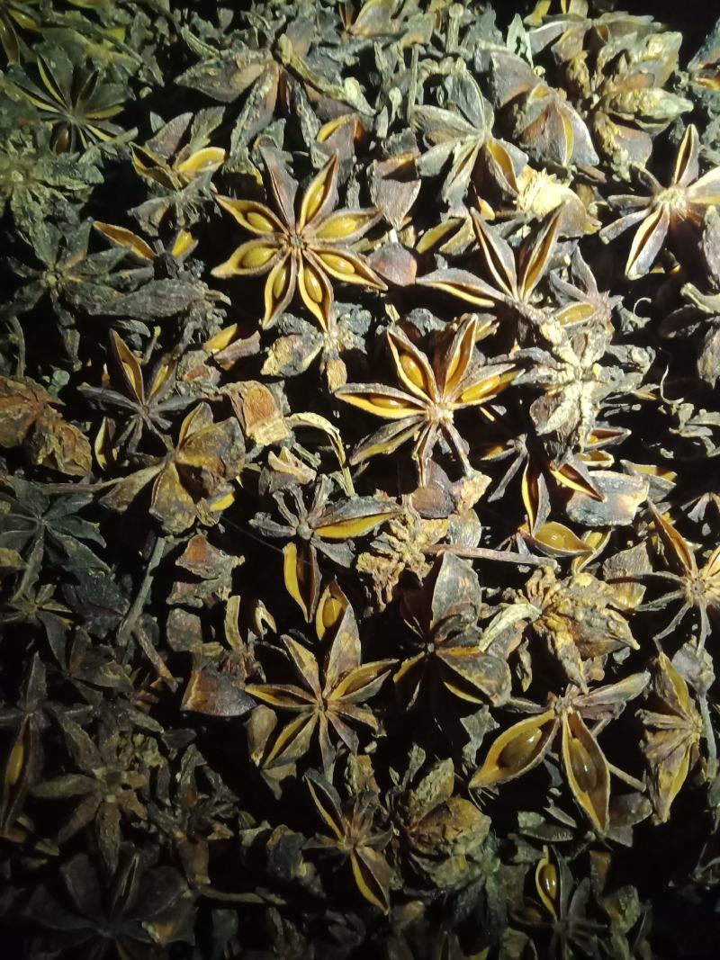 广西原产地秋花干大红八角