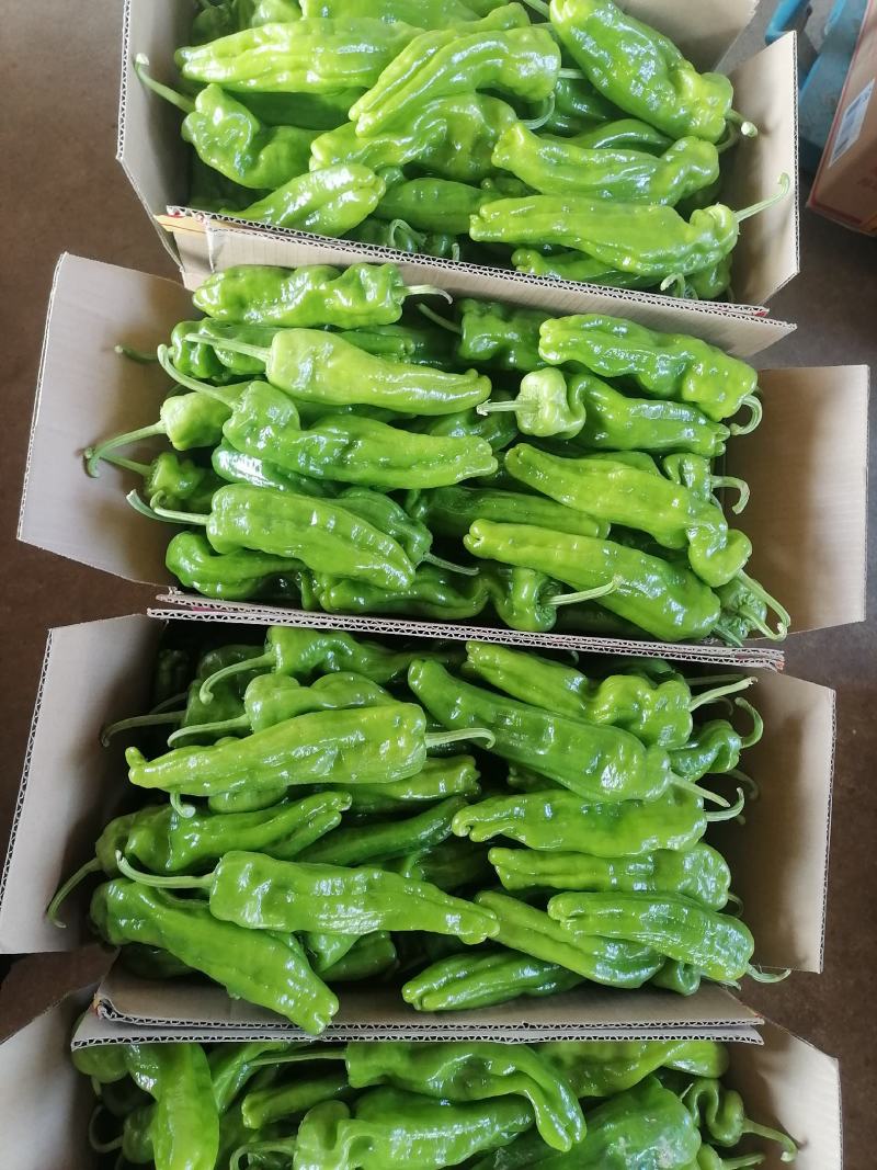 兰陵精品薄皮椒苏椒芜湖椒大量上市，色泽鲜亮，个头匀称，