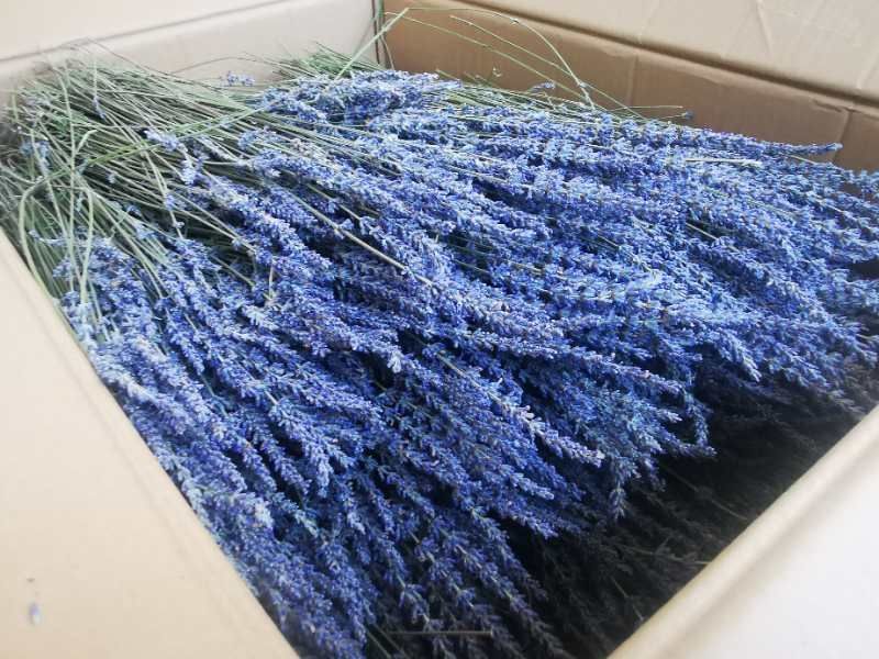 批发新疆薰衣草干花，花束，新疆伊犁产地发货量大从优