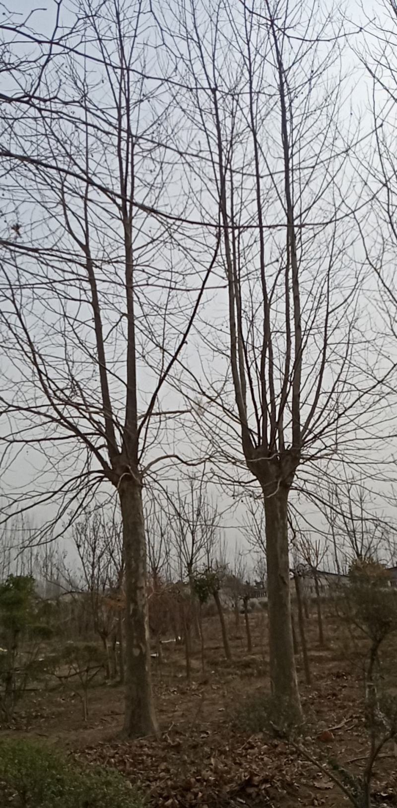 法桐
