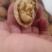 山西省汾阳汾州核桃纸皮核桃香玲核，晋龙核桃，各种品种都有