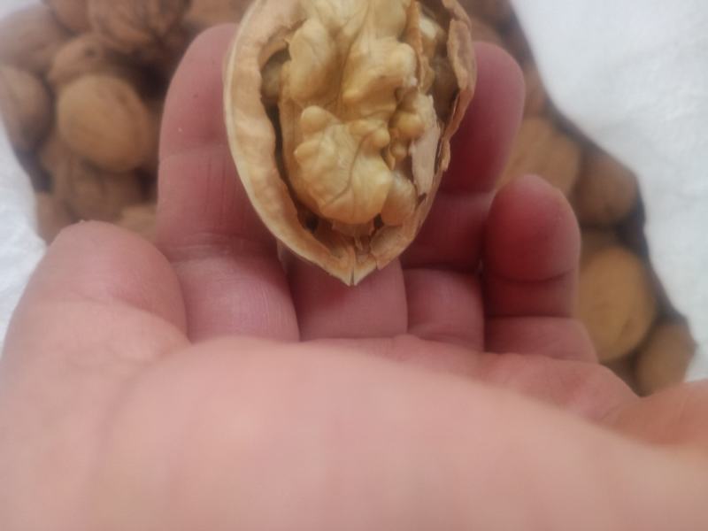 山西省汾阳汾州核桃纸皮核桃香玲核，晋龙核桃，各种品种都有