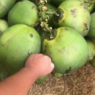 大家好海南椰子大量供货有需要的请联系我:产地直发每个4元