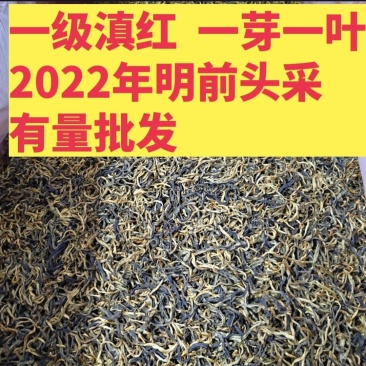云南凤庆滇红茶明前头采一级一芽一叶大量批发