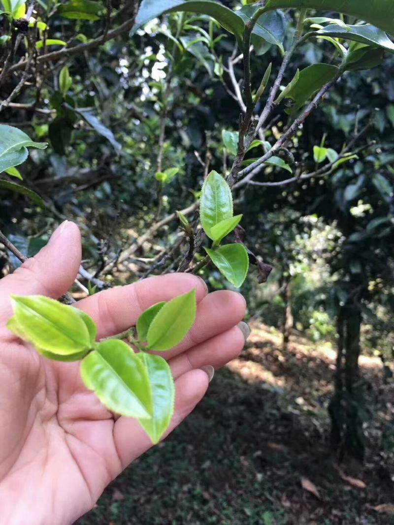 云南凤庆滇红茶明前头采一级一芽一叶大量批发
