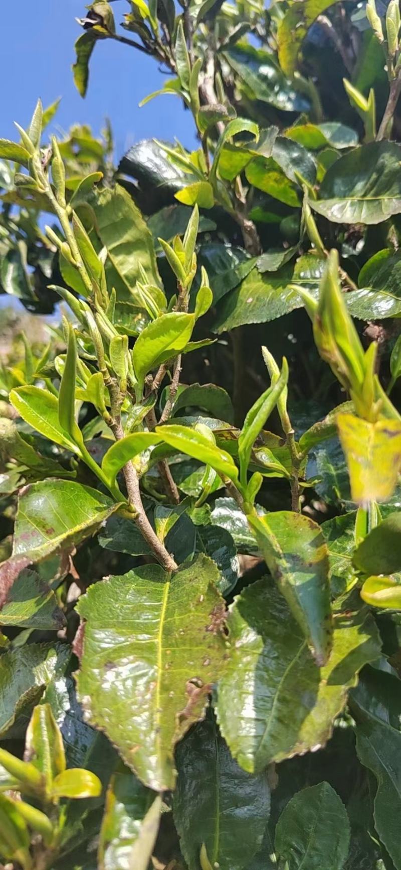 云南凤庆滇红茶明前头采一级一芽一叶大量批发