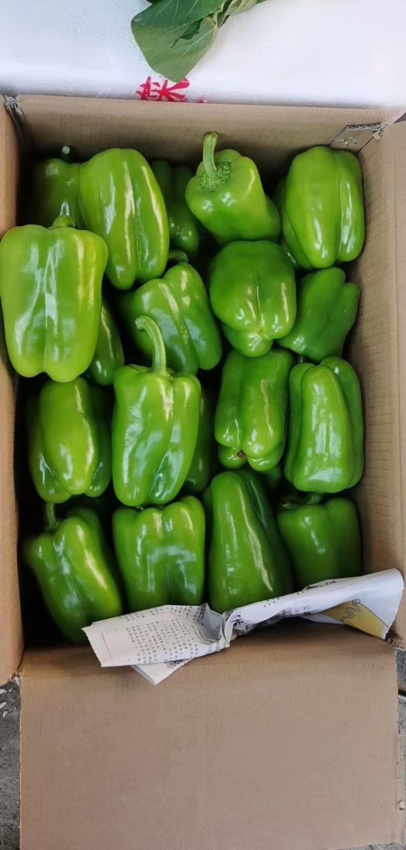 热销🔥邯郸各种椒类尖椒圆椒螺丝椒代收全带代发🤝