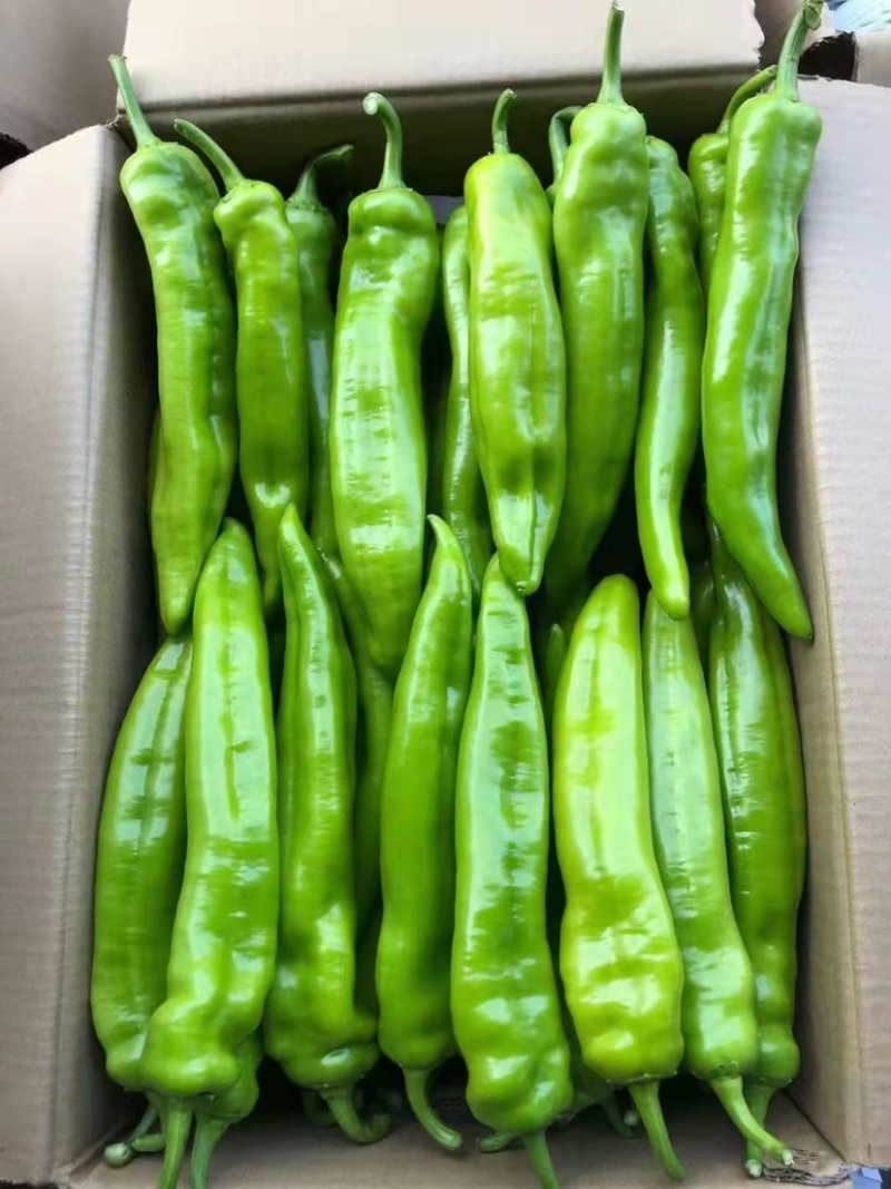 热销🔥邯郸各种椒类尖椒圆椒螺丝椒代收全带代发🤝