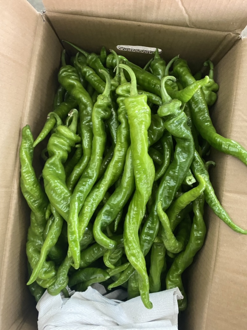 热销🔥邯郸各种椒类尖椒圆椒螺丝椒代收全带代发🤝